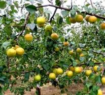 玉露香梨作为群众脱贫致富的战略支柱产业