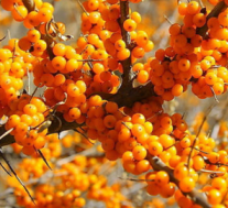 联手打造沙棘研究院借力当地的科技人才优势不断深挖沙棘价值