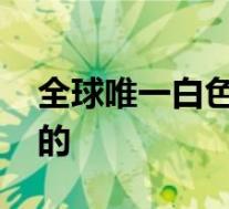 全球唯一白色大熊猫长大变金白色 具体怎样的
