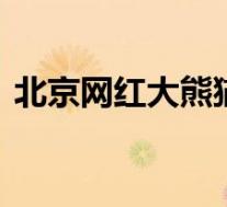北京网红大熊猫突然“头秃” 具体是啥情况