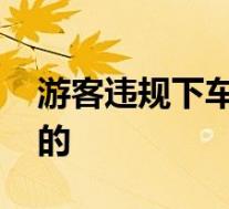 游客违规下车与虎群对峙被刑拘 到底是怎样的