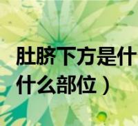 肚脐下方是什么穴位有什么作用(肚脐下方是什么部位)