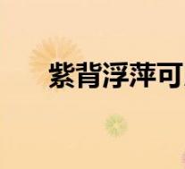 紫背浮萍可以治疗荨麻疹(紫背浮萍)
