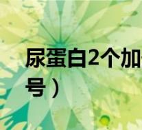 尿蛋白2个加号是什么原因呢（尿蛋白2个加号）