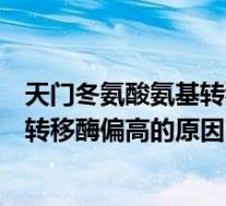 天门冬氨酸氨基转移酶偏高的原因及危害（天门冬氨酸氨基转移酶偏高的原因）