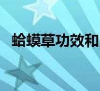 蛤蟆草功效和用法（蛤蟆草的功效与作用）