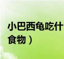 小巴西龟吃什么食物最好呢(小巴西龟吃什么食物)