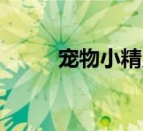 宠物小精灵哦（宠物小精灵之寂）