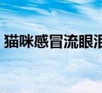 猫咪感冒流眼泪怎么办(感冒流眼泪怎么办)