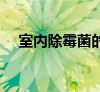 室内除霉菌的最好方法（霉菌怎么杀灭）