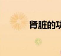 肾脏的功能单位（肾脏的功能）