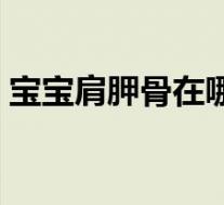 宝宝肩胛骨在哪个位置（肩胛骨在哪个位置）