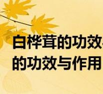白桦茸的功效与作用及食用方法桑王(白桦茸的功效与作用)