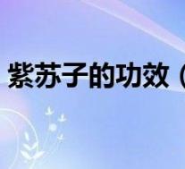 紫苏子的功效（紫苏叶的功效与作用是什么）