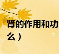 肾的作用和功能是什么（肝的作用和功能是什么）