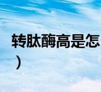 转肽酶高是怎么回事啊（转肽酶高是怎么回事）