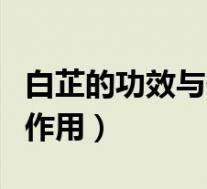 白芷的功效与作用是什么调料(白芷的功效与作用)