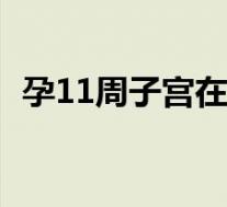 孕11周子宫在哪个位置（子宫在哪个位置）