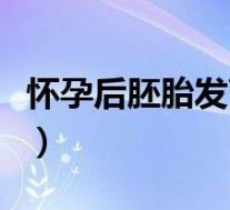 怀孕后胚胎发育过程（怀孕胚胎发育整个过程）