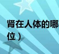 肾在人体的哪个部位图片（肾在人体的哪个部位）