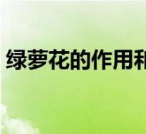 绿萝花的作用和功效与禁忌（绿萝花的作用）
