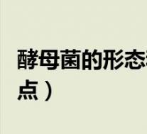 酵母菌的形态和本领(酵母菌的形态和结构特点)