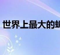 世界上最大的蟑螂品种(世界上最大的蟑螂)