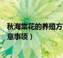 秋海棠花的养殖方法和注意事项(玫瑰海棠的养殖方法和注意事项)
