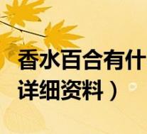 香水百合有什么象征的意义(香水百合特点的详细资料)