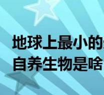 地球上最小的光合植物是(地球上最小的光合自养生物是啥)