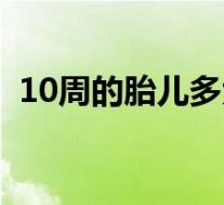10周的胎儿多大了（怀孕12周宝宝有多大）
