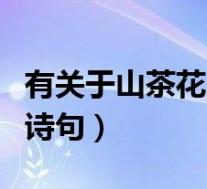 有关于山茶花的诗句或名言(有关于山茶花的诗句)